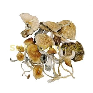Buy Mexicana Cubensis Mushrooms